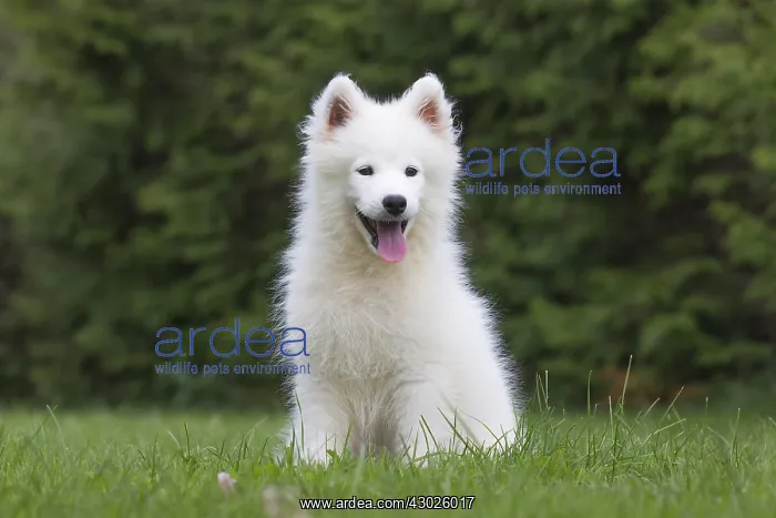  : Samoyed Dog, puppy in garden
