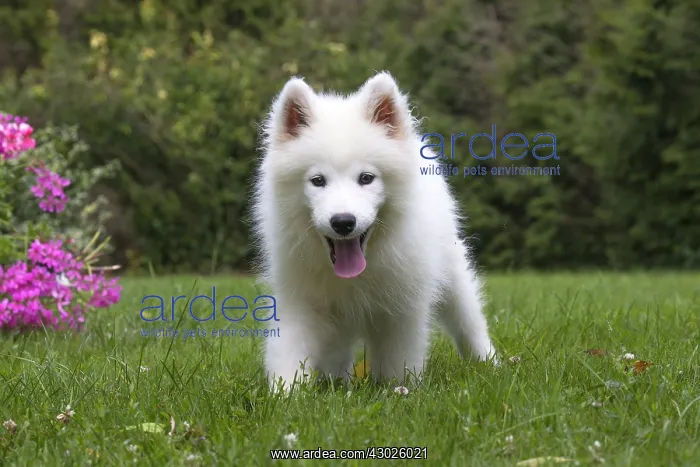  : Samoyed Dog, puppy in garden