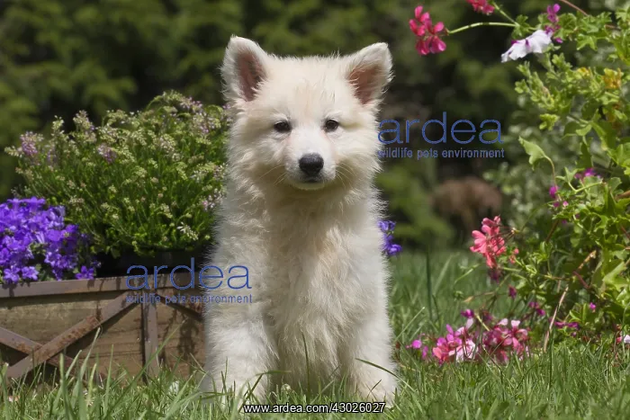  : Samoyed Dog, puppy in garden