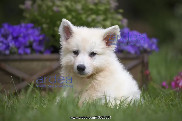  : Samoyed Dog, puppy in garden