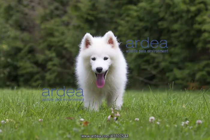  : Samoyed Dog, puppy in garden