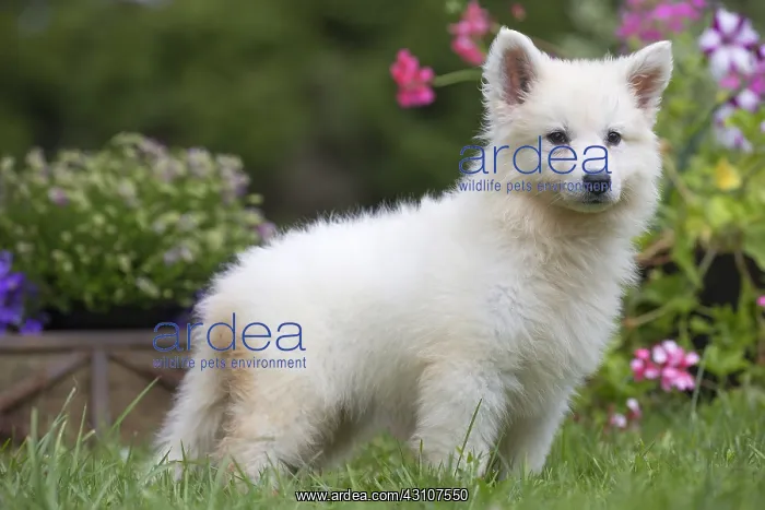  : Samoyed Dog, puppy in garden