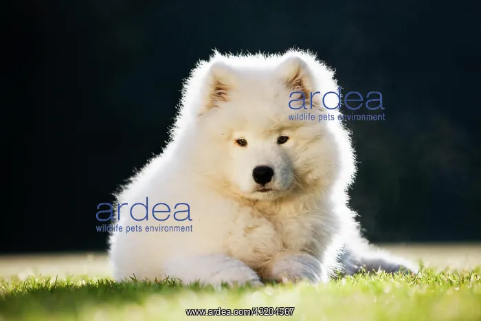 : Samoyed dog, puppy, lying down in the grass : Samoyed dog, puppy, lying down in the grass