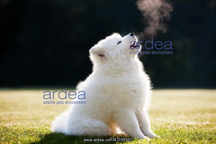 : Samoyed dog, puppy, sitting in the grass, howling : Samoyed dog, puppy, sitting in the grass, howling