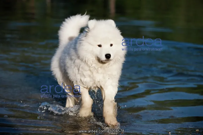 : Samoyed dog, puppy, in the water : Samoyed dog, puppy, in the water