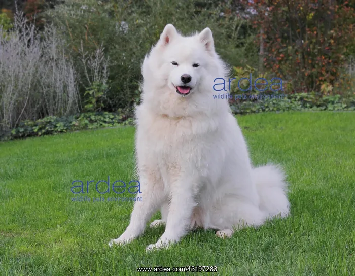 : Samoyed dog sitting on grass Samojede sitzt auf : Samoyed dog sitting on grass Samojede sitzt auf