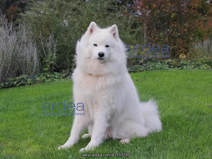 : Samoyed dog sitting on grass Samojede sitzt auf : Samoyed dog sitting on grass Samojede sitzt auf