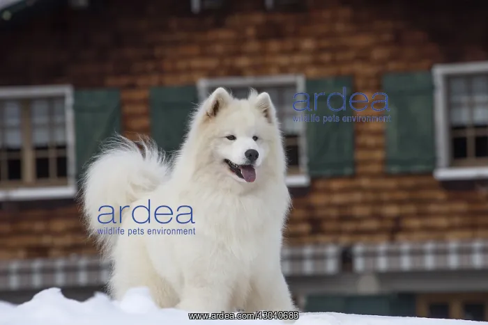  : Samoyed dog in winter snow