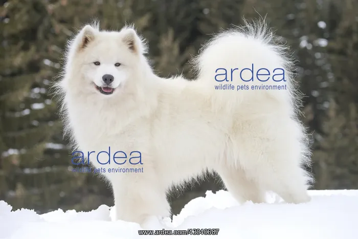  : Samoyed dog in winter snow