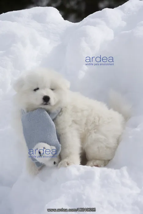  : Samoyed dog in winter snow