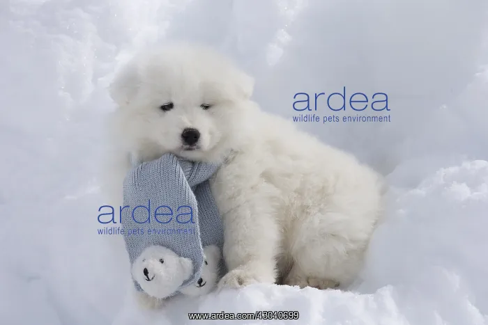  : Samoyed dog in winter snow