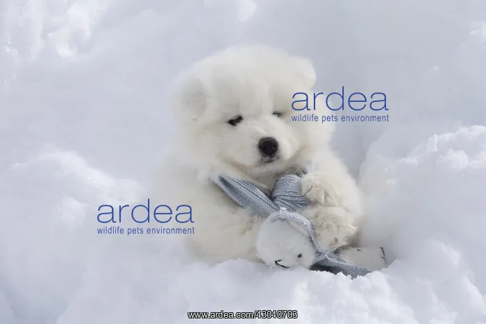  : Samoyed dog in winter snow