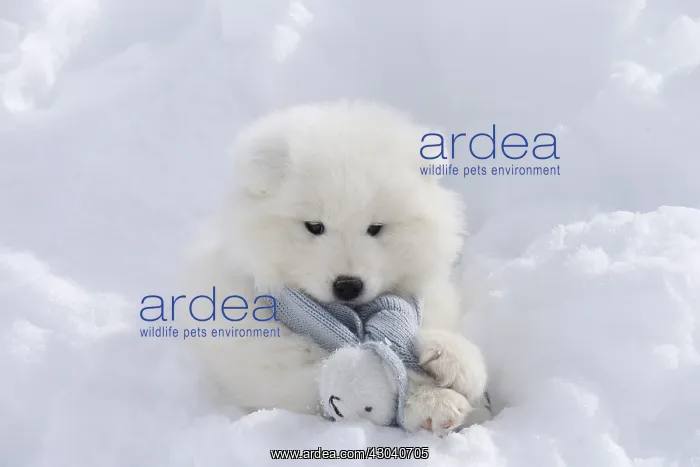  : Samoyed dog in winter snow