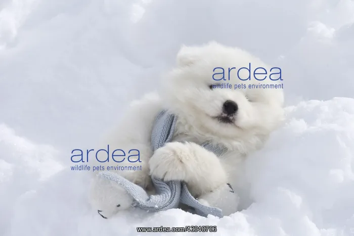 : Samoyed dog in winter snow