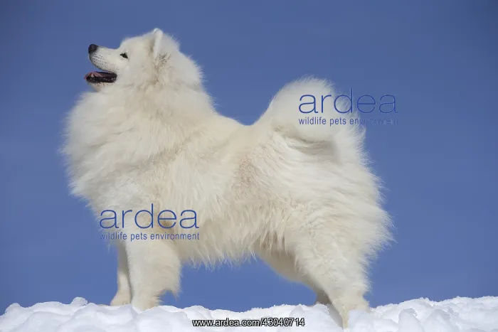  : Samoyed dog in winter snow