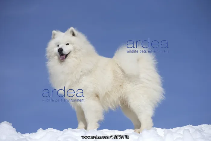  : Samoyed dog in winter snow