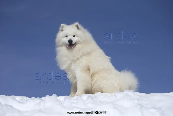  : Samoyed dog in winter snow