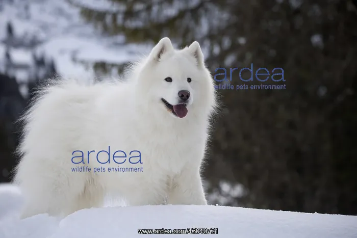  : Samoyed dog in winter snow