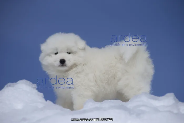  : Samoyed dog in winter snow