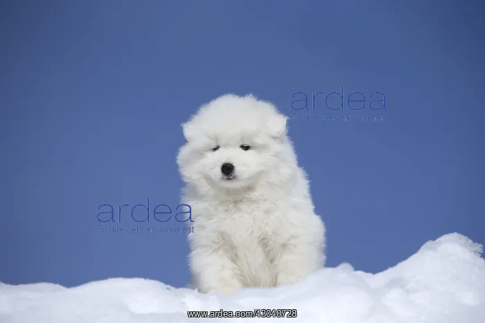  : Samoyed dog in winter snow