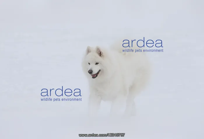  : Samoyed dog in winter snow