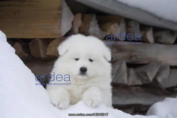  : Samoyed dog in winter snow