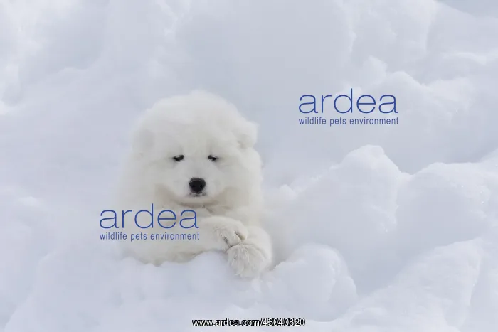  : Samoyed dog in winter snow