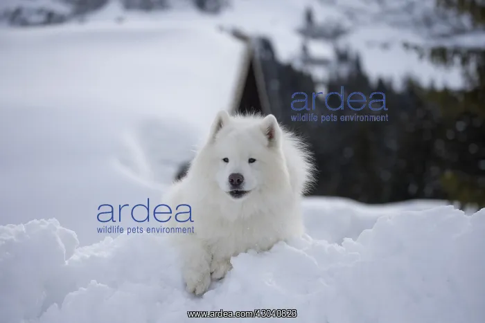  : Samoyed dog in winter snow