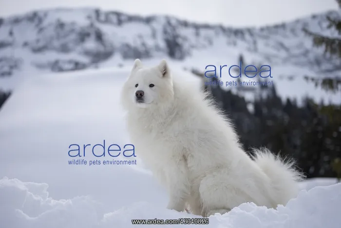  : Samoyed dog in winter snow