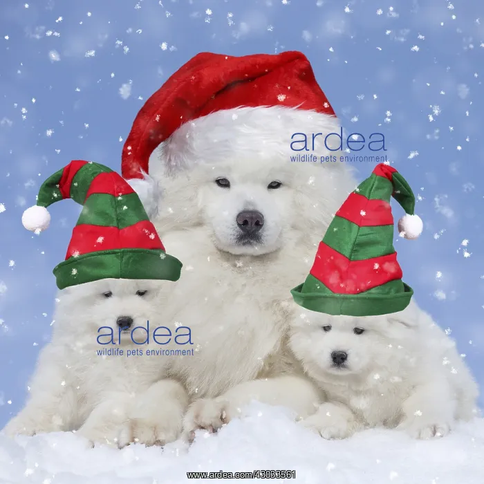 : Samoyed Dogs, wearing Christmas and Elf hats. Digital : Samoyed Dogs, wearing Christmas and Elf hats. Digital