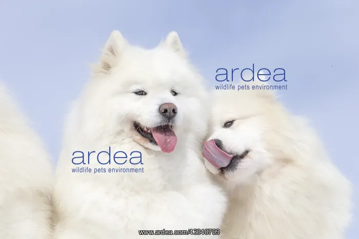  : Samoyed dogs in winter snow