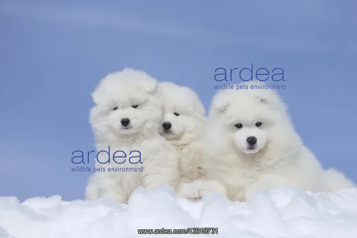  : Samoyed dogs in winter snow