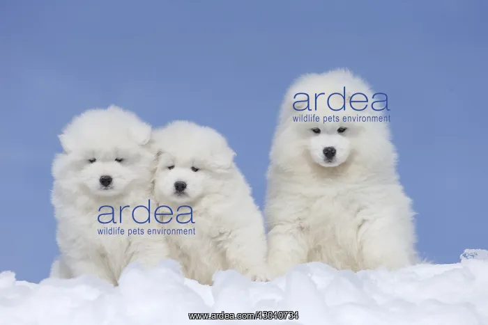 : Samoyed dogs in winter snow