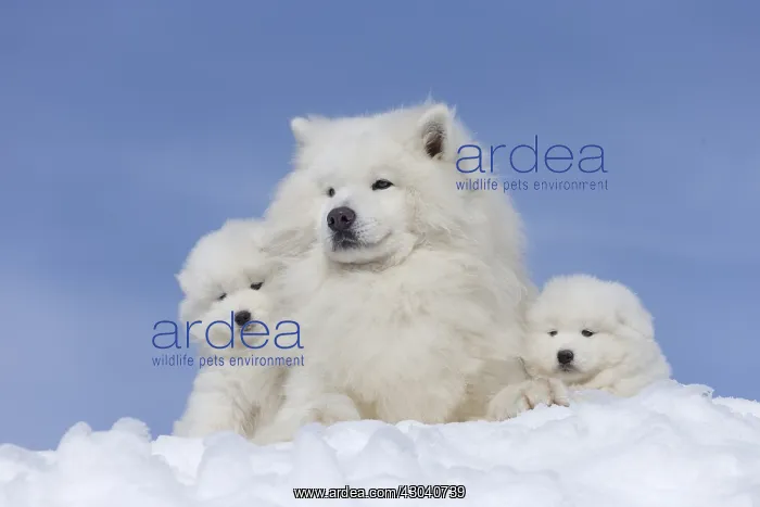  : Samoyed dogs in winter snow