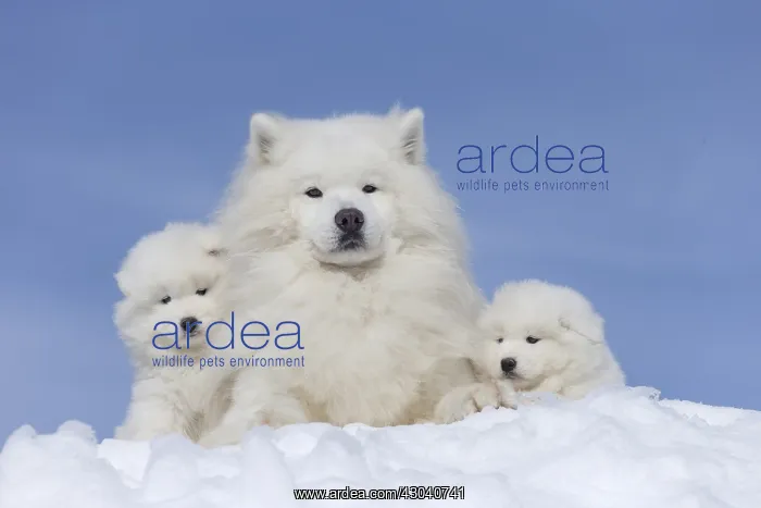  : Samoyed dogs in winter snow