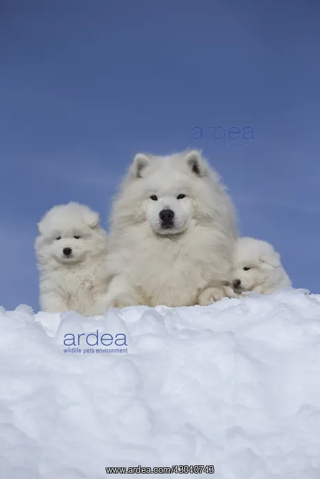  : Samoyed dogs in winter snow