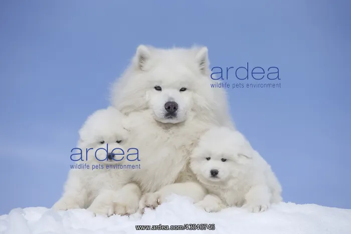  : Samoyed dogs in winter snow
