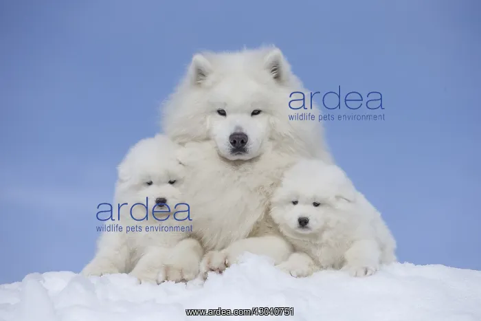 : Samoyed dogs in winter snow