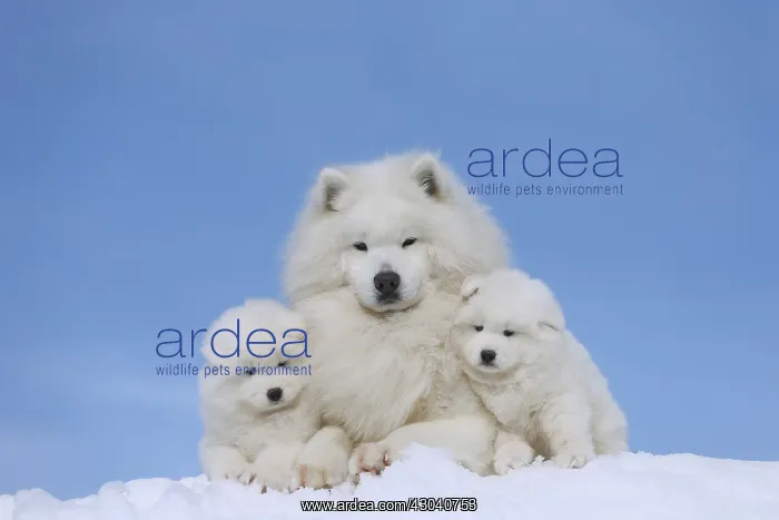  : Samoyed dogs in winter snow