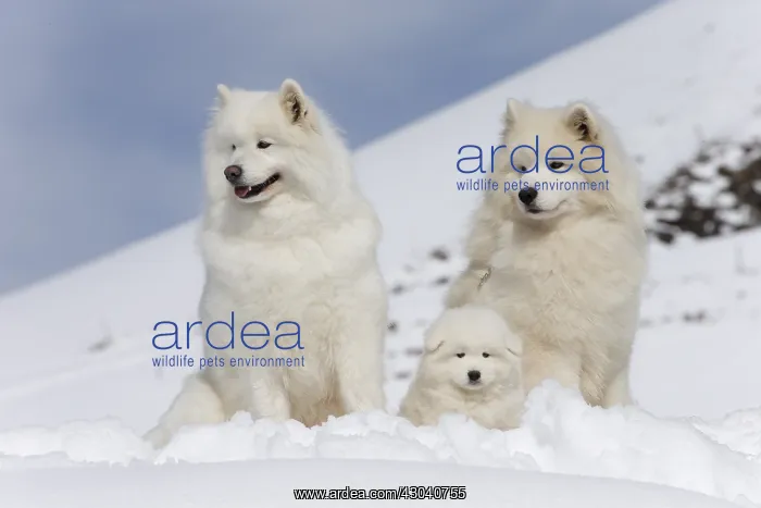  : Samoyed dogs in winter snow