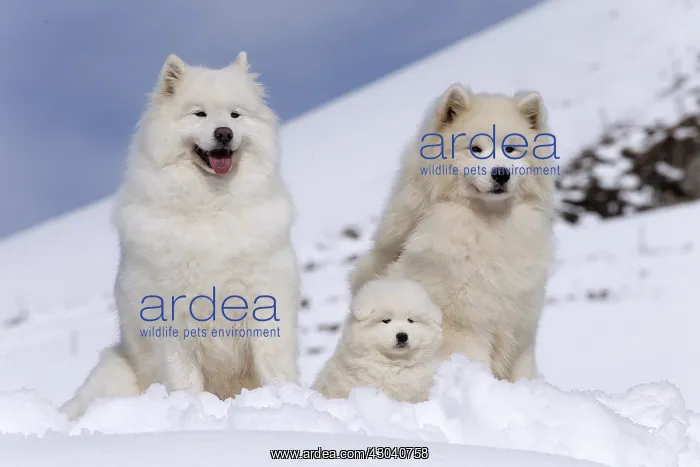  : Samoyed dogs in winter snow