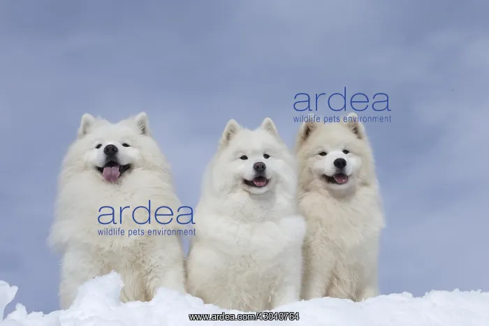  : Samoyed dogs in winter snow