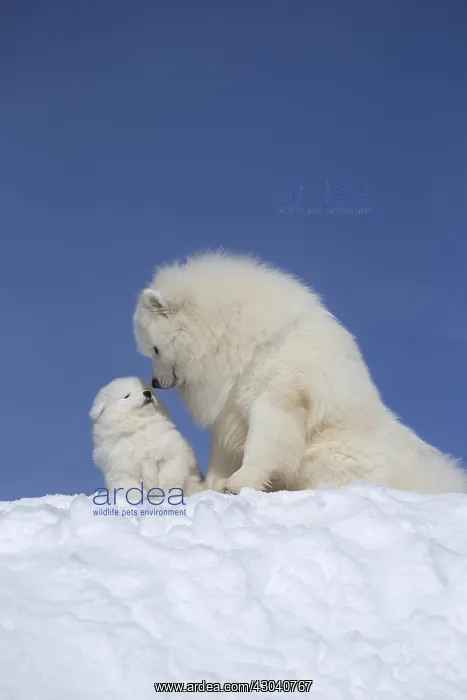  : Samoyed dogs in winter snow