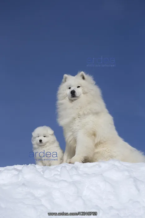  : Samoyed dogs in winter snow