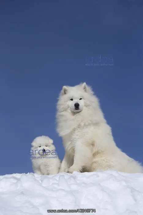  : Samoyed dogs in winter snow