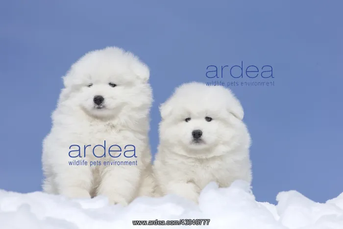  : Samoyed dogs in winter snow