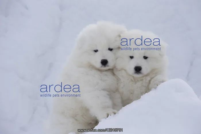  : Samoyed dogs in winter snow