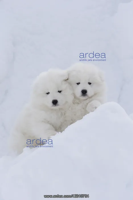  : Samoyed dogs in winter snow