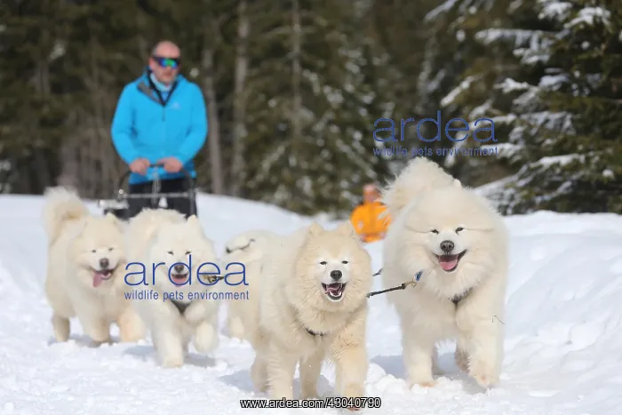  : Samoyed dogs in winter snow