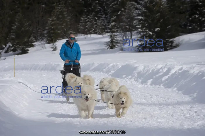  : Samoyed dogs in winter snow